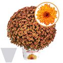 Afbeelding van Bolchrysant gehoest P19 "Geen Kleur"!!! Orange